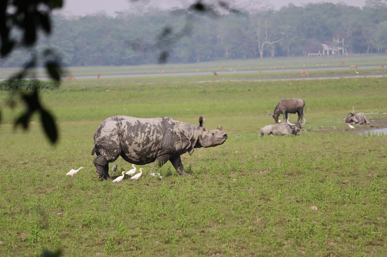 Assam